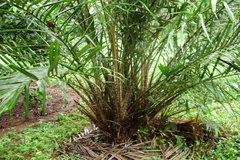 Salacca zalacca